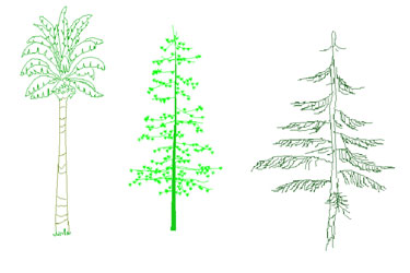 Group Of Tall Tree